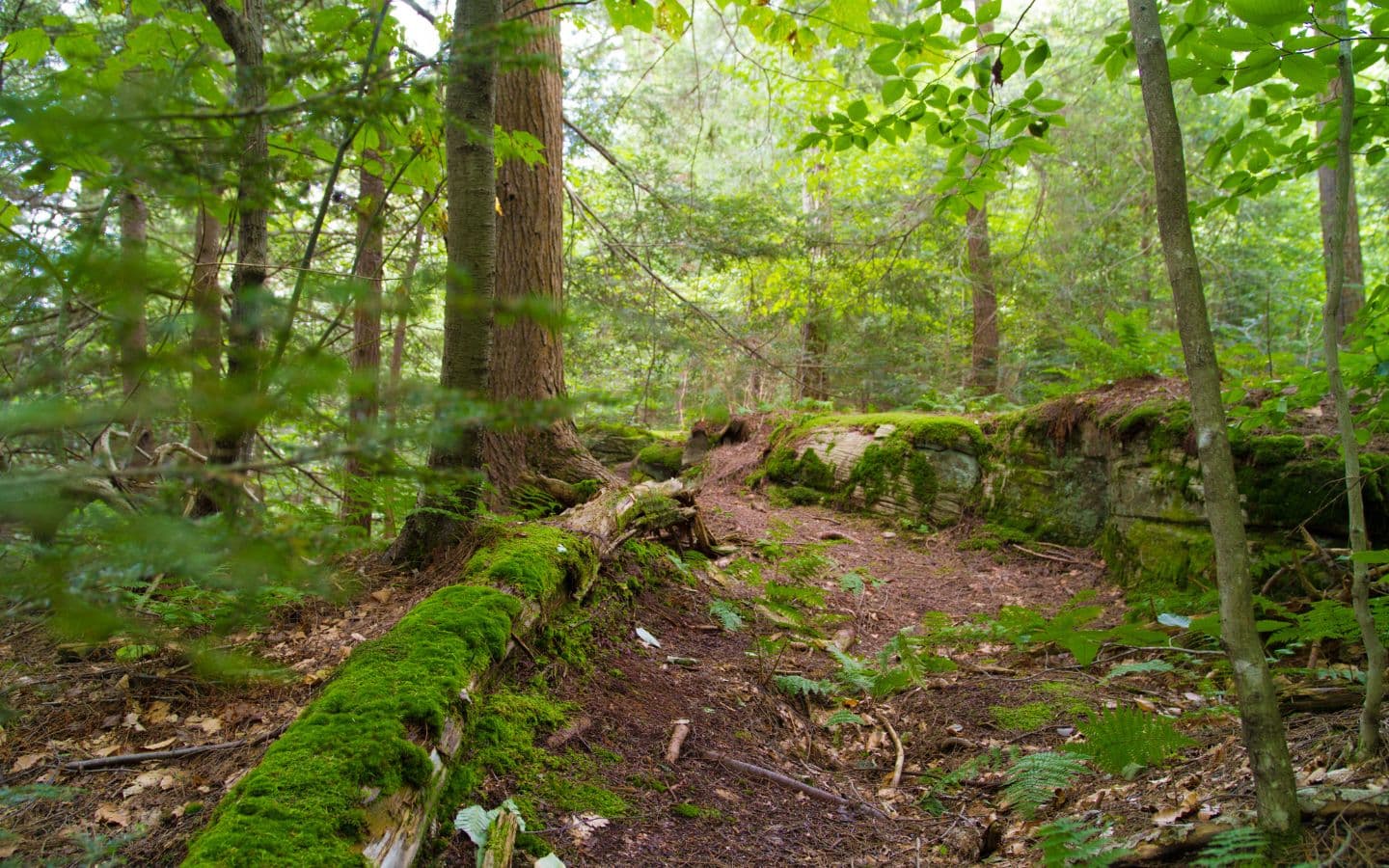 A peaceful forest path lined with moss-covered logs and vibrant green foliage.