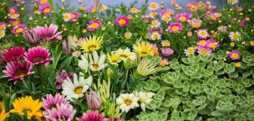 A vibrant array of colorful flowers and greenery.