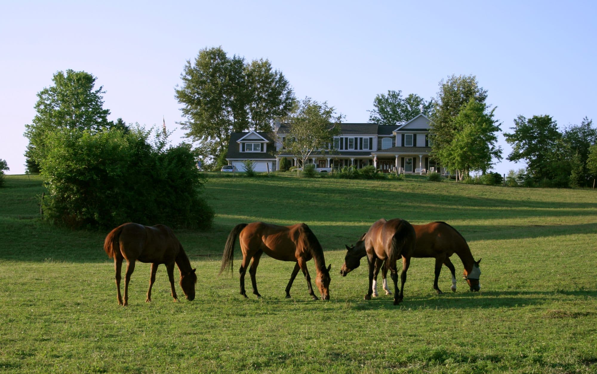 Four horses graze in a lush green field in front of a large house.