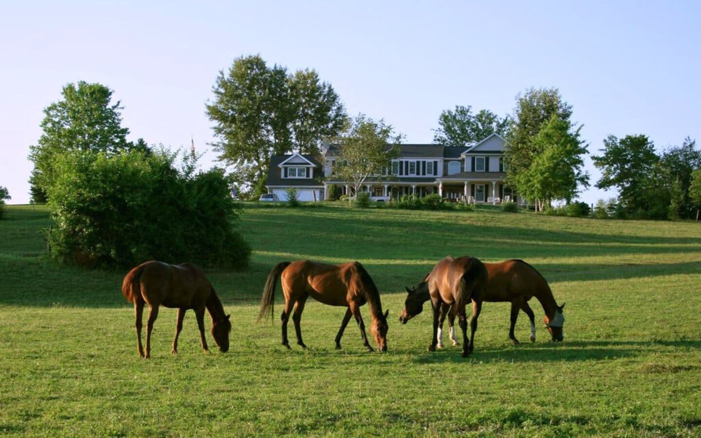 Four horses graze in a lush green field with a large house in the background.