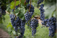 A close-up of clusters of ripe blue grapes hanging from a vine.