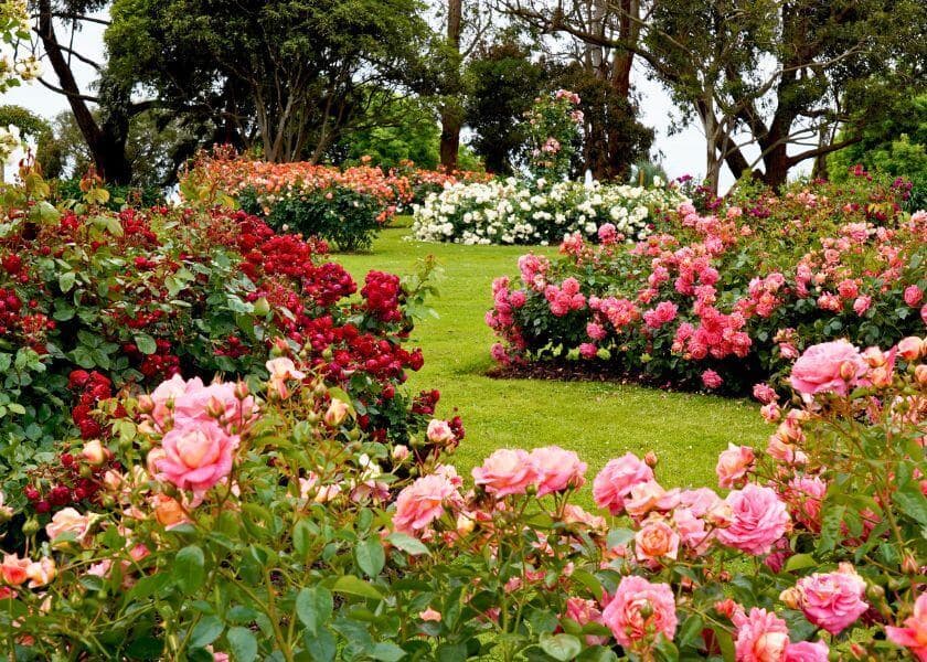 A vibrant garden filled with blooming roses in various colors.