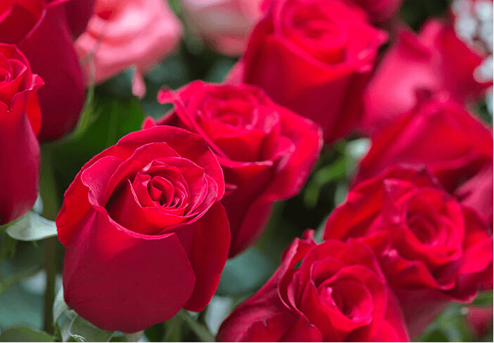 A bouquet of vibrant red roses in full bloom.