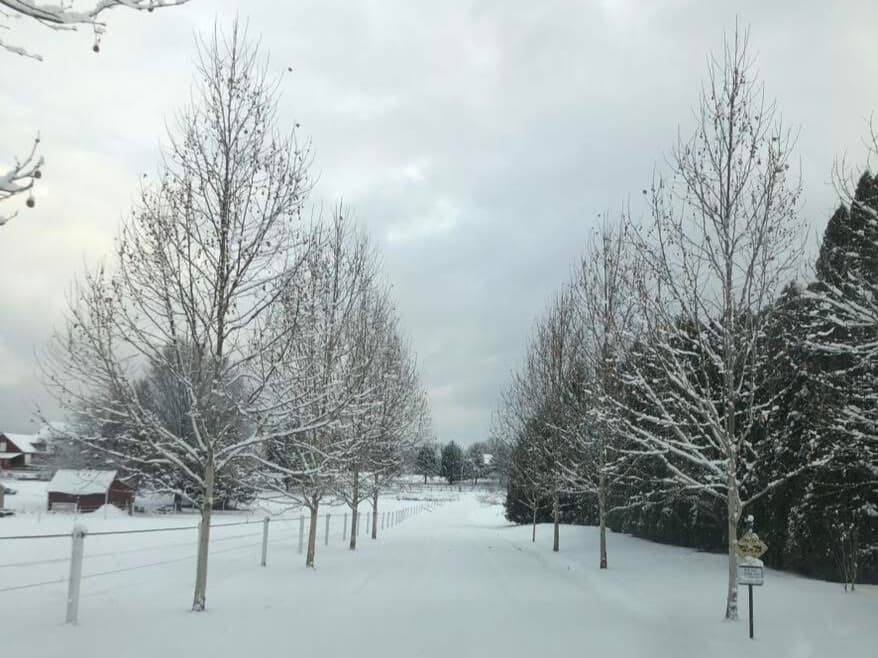 A snow-covered pathway lined with bare trees under a cloudy sky. A snow-covered pathway lined with bare trees under a cloudy sky.