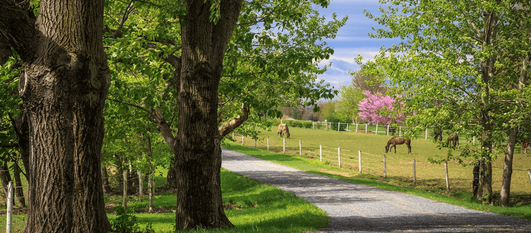 A gravel road lined with trees leads to a grassy field where horses graze near a flowering tree. A gravel road lined with trees leads to a grassy field where horses graze near a flowering tree.