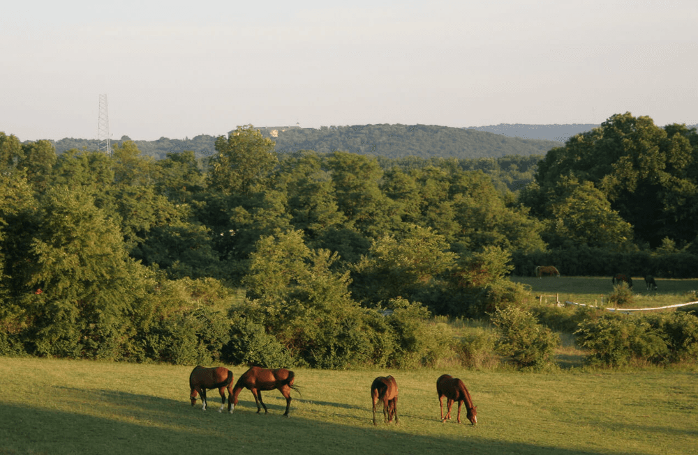 Four horses graze in a lush green field with trees and hills in the background.