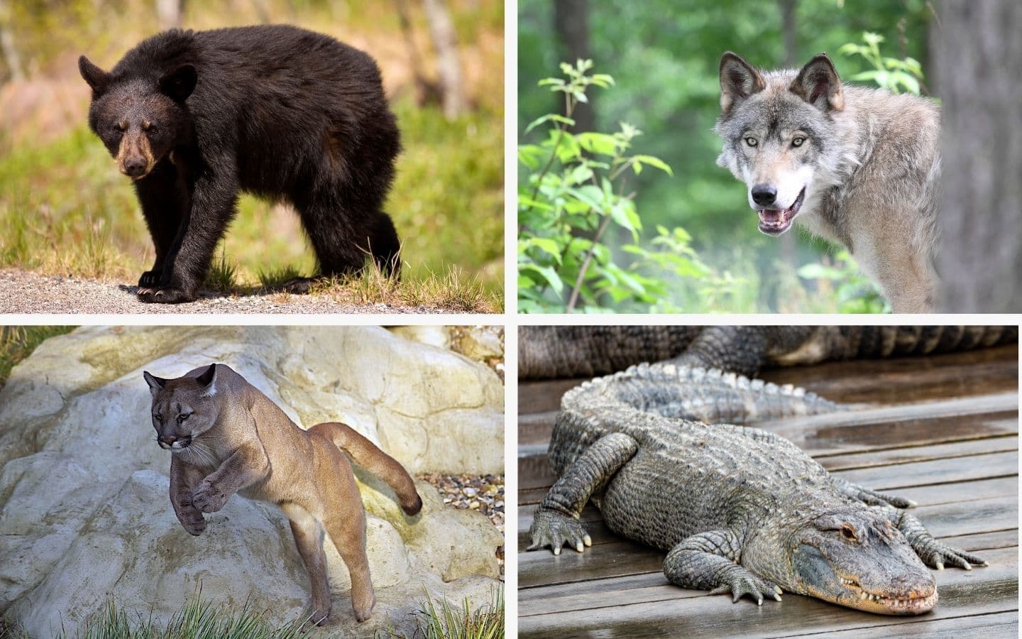 A collage featuring a black bear, a wolf, a mountain lion, and a crocodile.