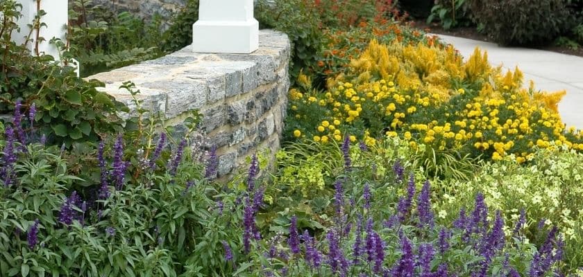 A vibrant garden featuring purple, yellow, and green flowers alongside a stone wall.