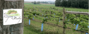 Sign for "The Vineyard Heritage" beside a lush grapevine field.