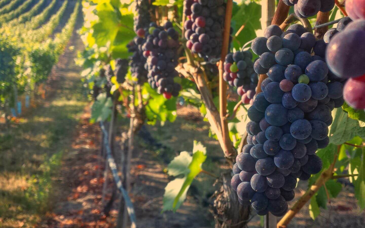 Clusters of ripe purple grapes hanging on vines in a sunlit vineyard.