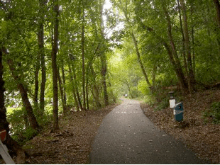 A winding path through a lush green forest.