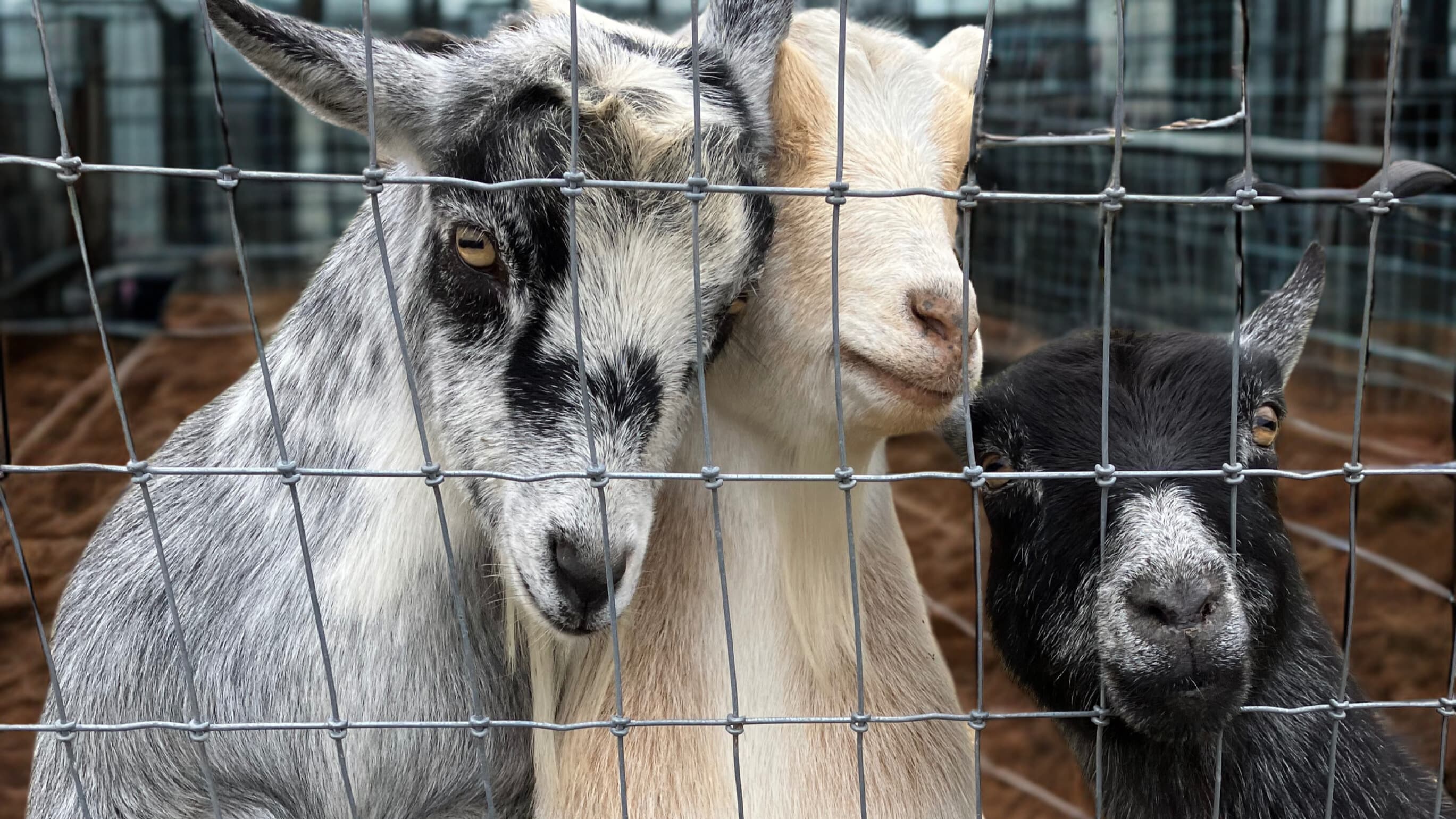 Three goats with varying colors and markings peering through a wire fence.