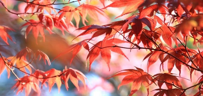 Red maple leaves against a soft, blurred background.