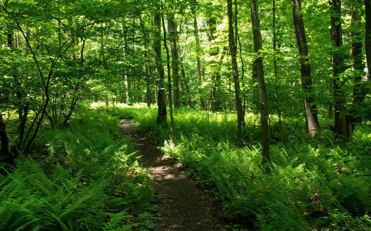 A winding path through a lush green forest filled with ferns and trees.