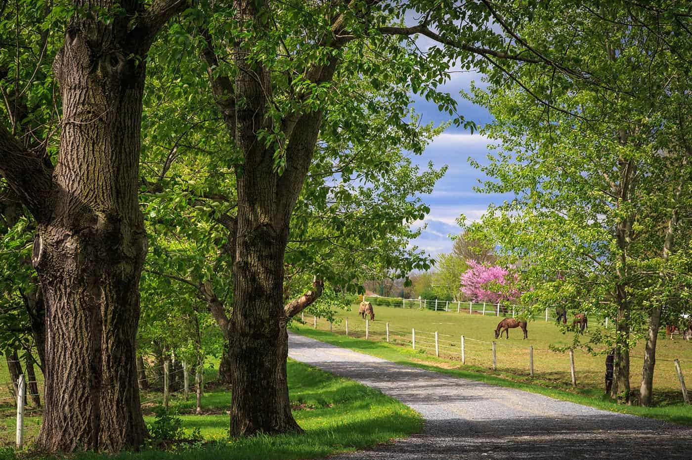 A serene path lined with trees, leading to a pasture with horses and a blooming pink tree in the background.