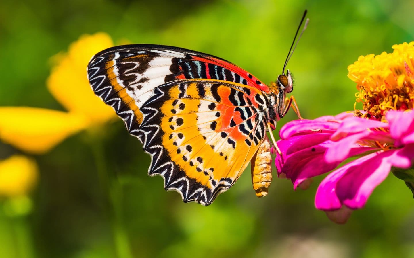 A colorful butterfly resting on a pink flower, surrounded by yellow blooms.