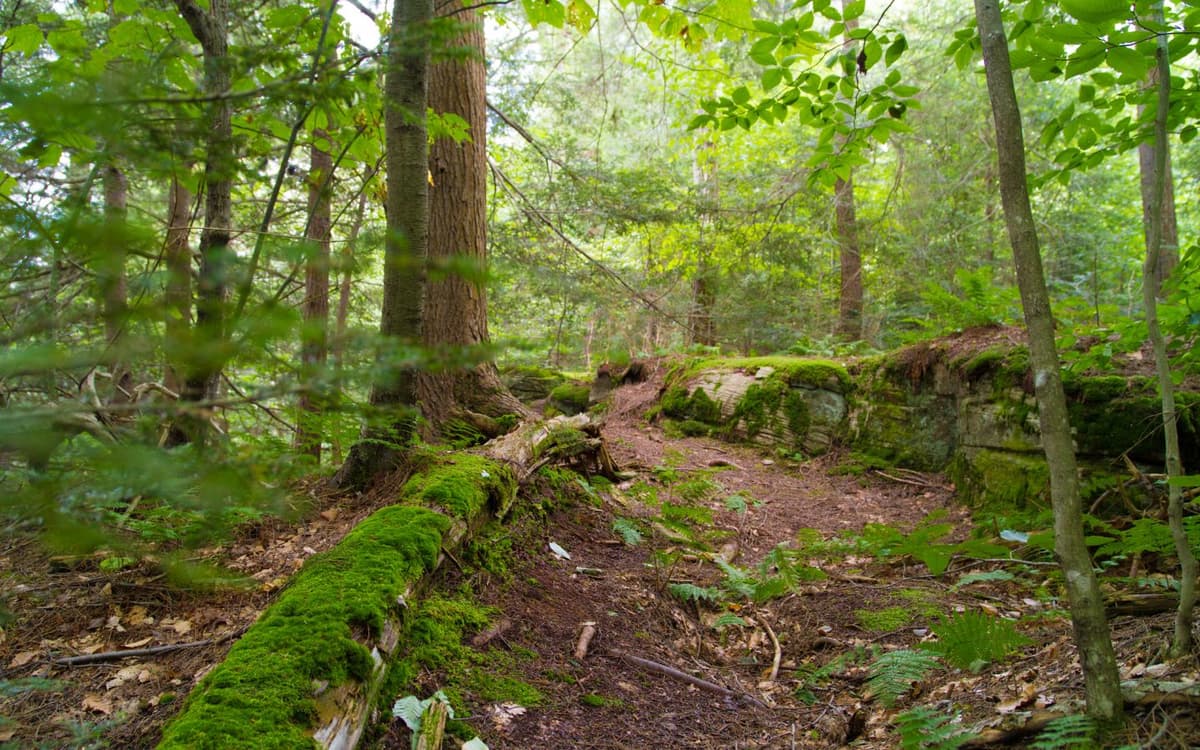 Natural trail surrounded by lush green plants and trees