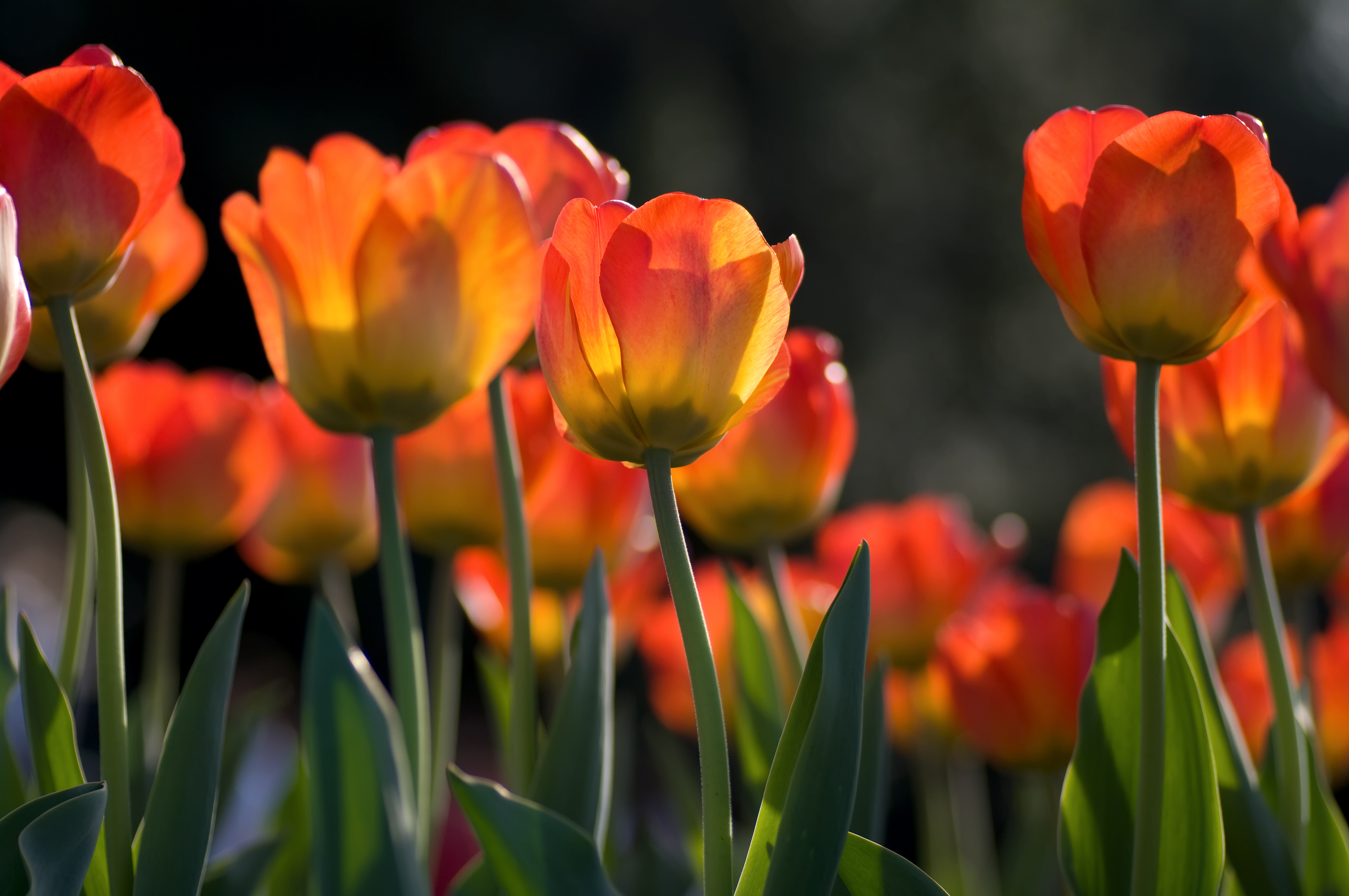 Tulips at Hershey Gardens 
