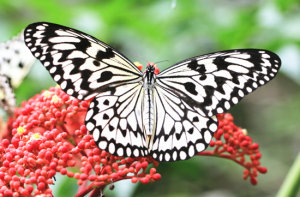 There are so many fun things to do in Hershey. View gorgeous butterflies!