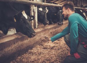 Young farmer feeding cow in the cowshed in dairy farm.
