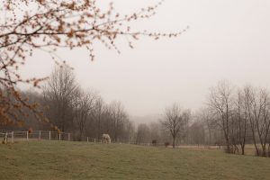 Horses in the pasture outside of the inn in winter