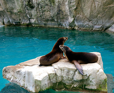 sealions on a rock