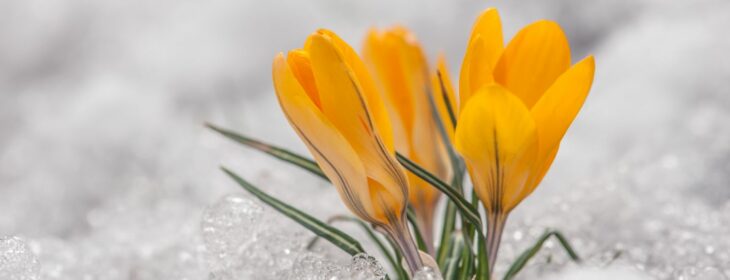 yellow crocus blossoms growing out of melting white snow