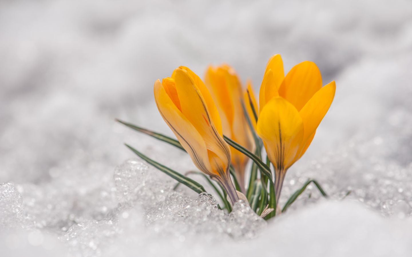 yellow crocus blossoms growing out of melting white snow