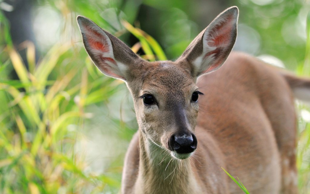 A tan deer surrounded by green plants