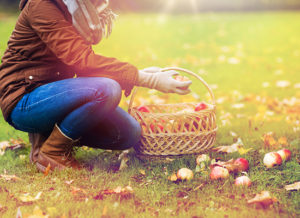 A women kneeling in the grass next to a basket of apples