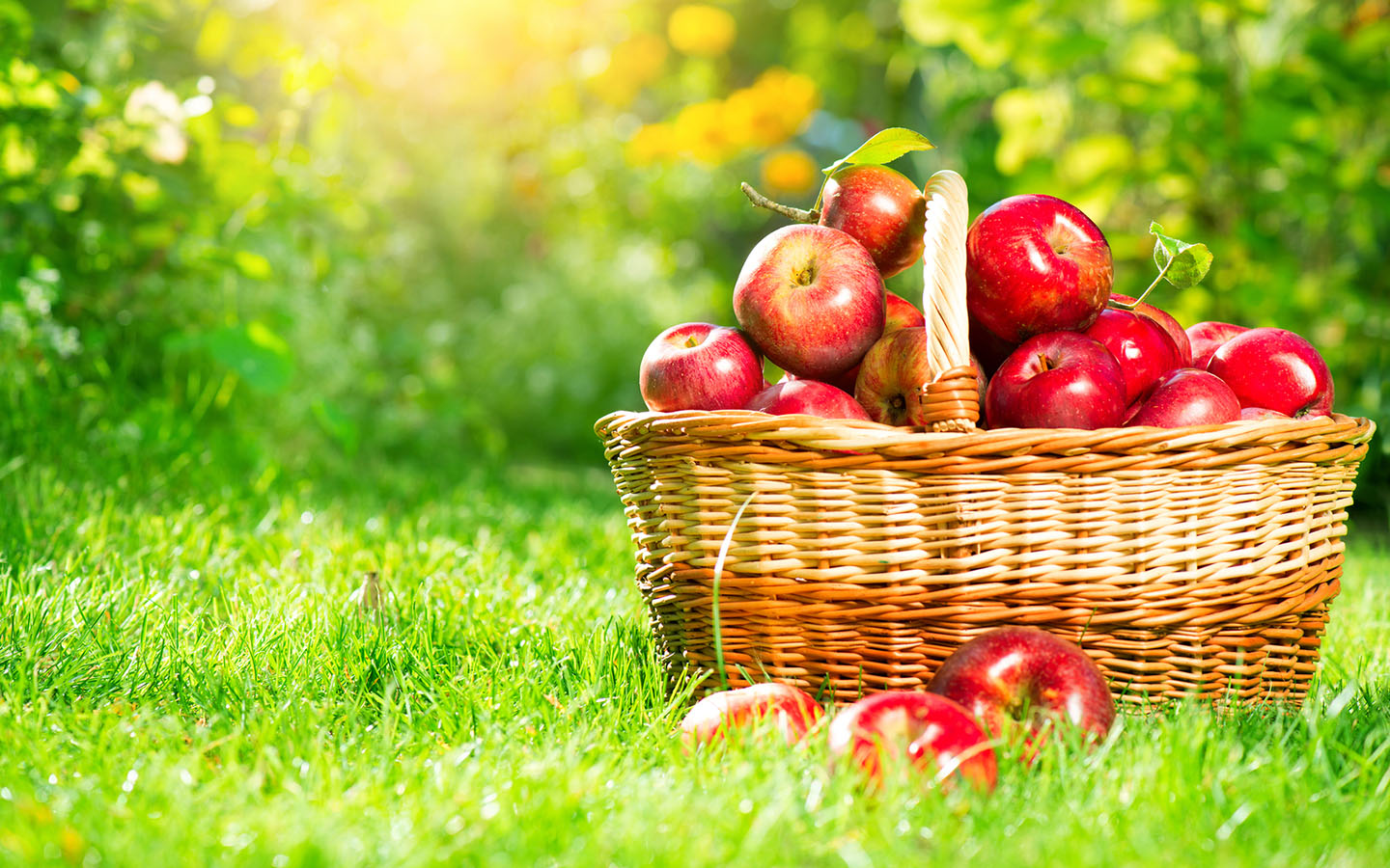 Basket of apples in the grass