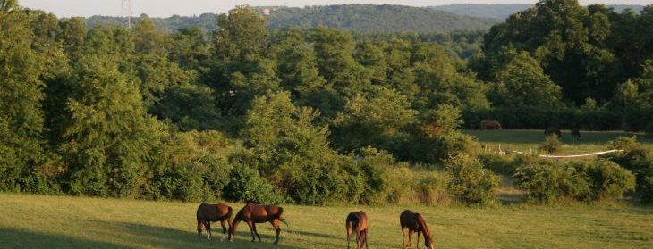 horses grazing in a pasture