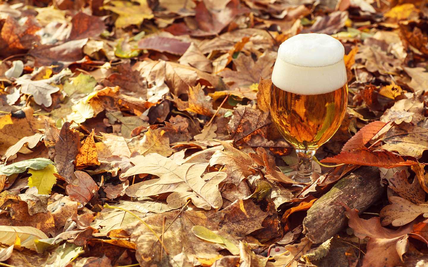 Hershey PA Brewery Beer in the Leaves in Fall