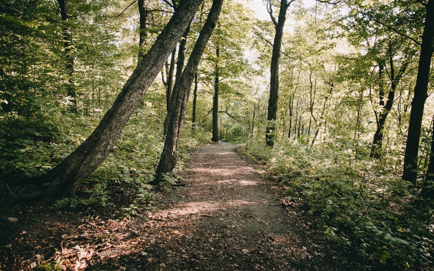 Beautiful hiking trail through dense trees