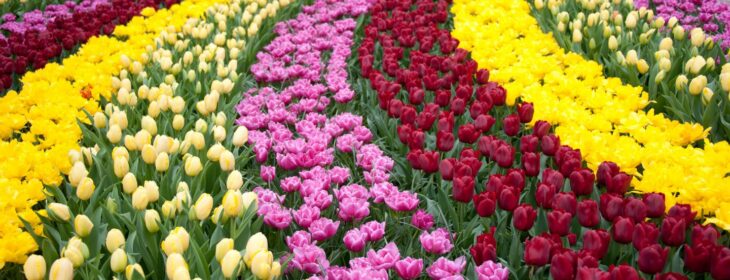 curved rows of blooming tulips in yellow, red, and pink colors