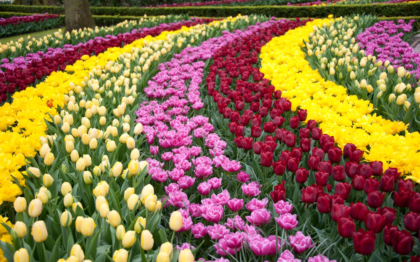 curved rows of blooming tulips in yellow, red, and pink colors