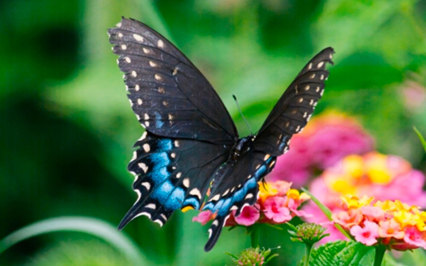 Blue and black butterfly feeding on yellow and pink flowers