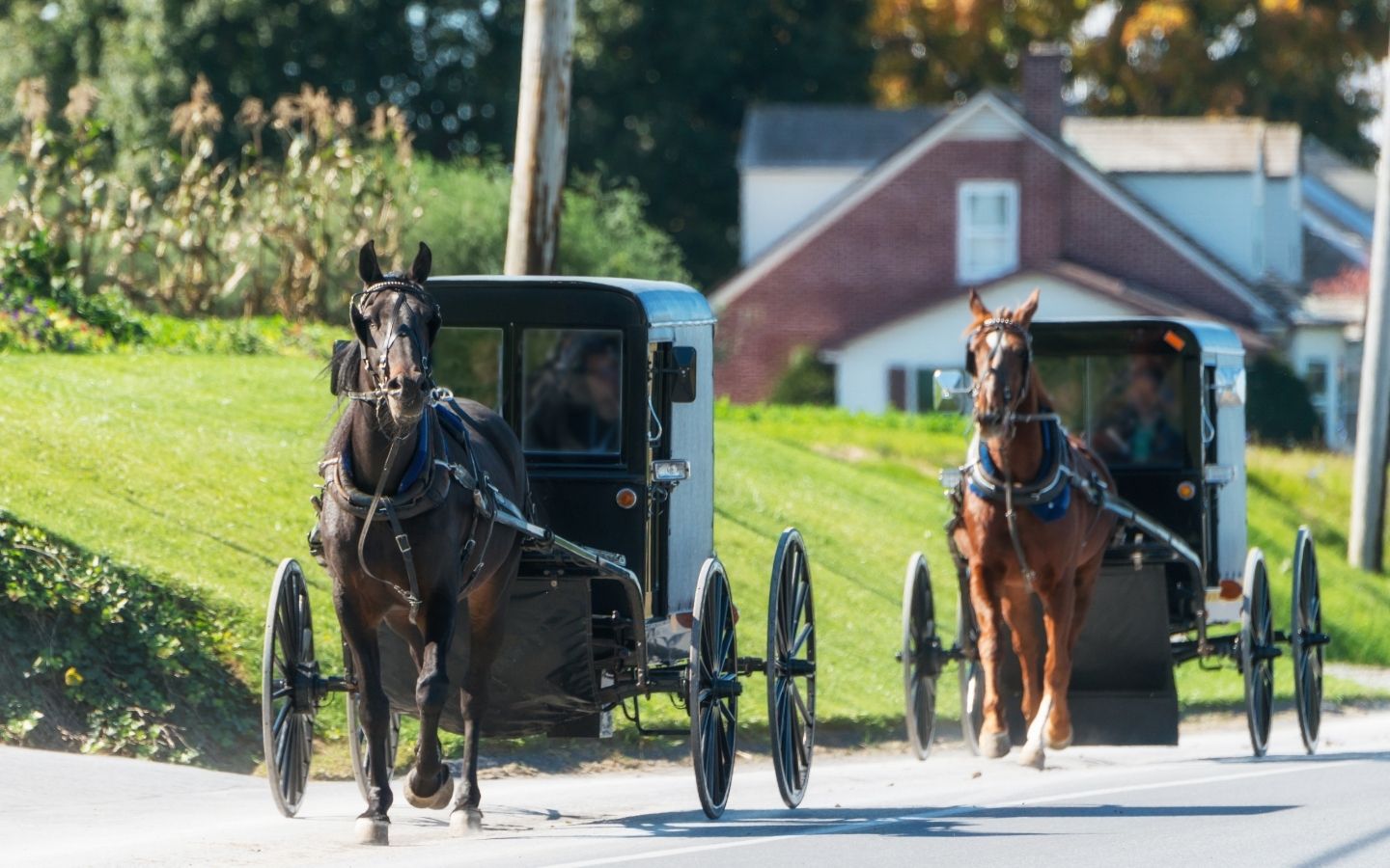 Horse-driven Amish buggies driving down a rolling country road