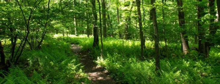 Lush green hiking trail