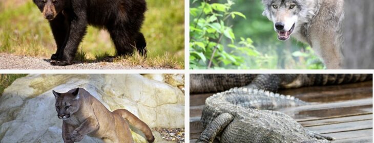 4 animal pictures: a bear, a wolf, an alligator, and a big cat.