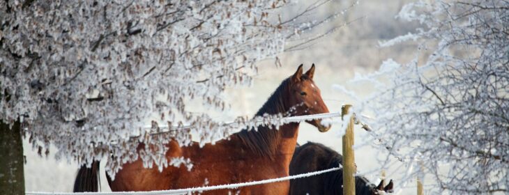 two horses behind a fence in winter