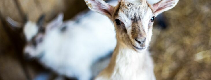 A close up of baby goat with white and brown fur and big ears and another white and brown baby goat in the background