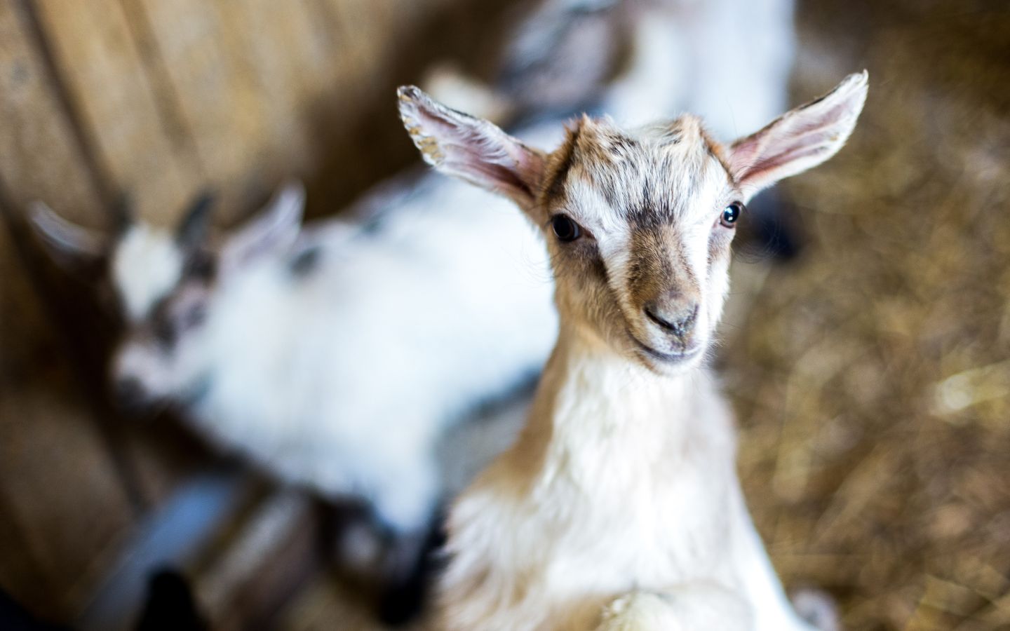 A close up of baby goat with white and brown fur and big ears and another white and brown baby goat in the background